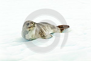 Leopard seal in Antartcia