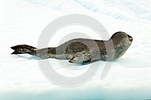 Leopard seal in Antartcia