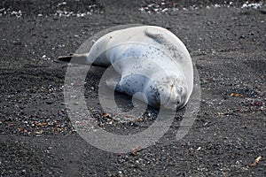 Leopard Seal Basking on Black Volcanic Lava Sand, Deception Island,  Antarctica