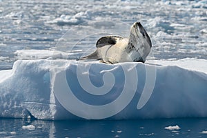 Leopard Seal basking on Ice Floe in Paradise Bay, Antarctica