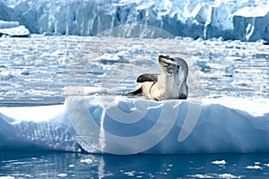 Leopard Seal basking on Ice Floe in Paradise Bay, Antarctica