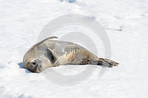 Leopard seal on beach with snow in Antarctica