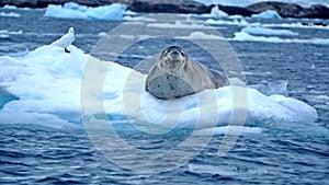 Leopard seal and bird on an iceberg