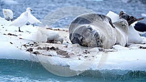 Leopard seal and birds on an iceberg