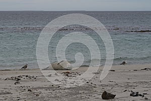 Leopard Seal on Bleaker Island in the Falkland Islands