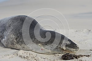 Leopard Seal on Bleaker Island in the Falkland Islands