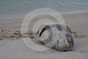Leopard Seal on Bleaker Island in the Falkland Islands photo