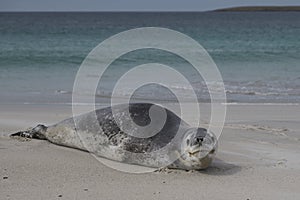 Leopard Seal on Bleaker Island in the Falkland Islands photo