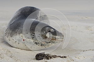 Leopard Seal on Bleaker Island in the Falkland Islands photo