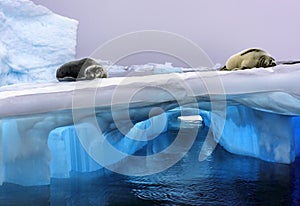 Leopard seal and Crabeater Seal on Blue Antarctic Ice, Antarctica