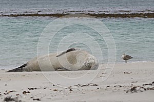 Leopard Seal in the Falkland Islands