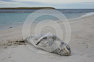 Leopard Seal [Hydrurga leptonyx]