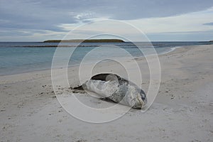 Leopard Seal [Hydrurga leptonyx]