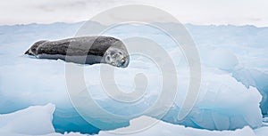 Leopard seal (Hydrurga leptonyx) on an ice floe in the Antarctic at Cierva Cove photo