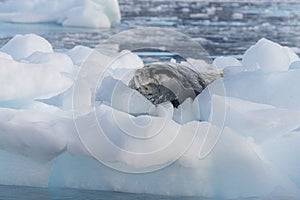 Leopard seal (Hydrurga leptonyx) on an ice floe in Antarctica\'s Cierva Cove photo