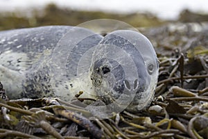 Leopard Seal (Hydrurga leptonyx) lying in Kelp. Volunteer Point,