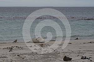 Leopard Seal on Bleaker Island in the Falkland Islands photo