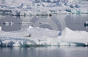 Leopard seal on ice float Antarctic Sound photo