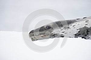 Leopard Seal on Ice Floe