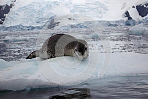 Leopard seal on ice floe, Antarctica