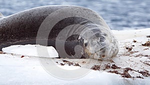 Leopard seal on an iceberg