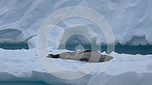 Leopard Seal on the iceberg