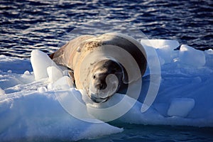 Leopard Seal on an Iceberg, Antarctica