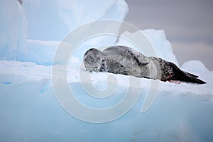 Leopard seal on iceberg, Antarctica