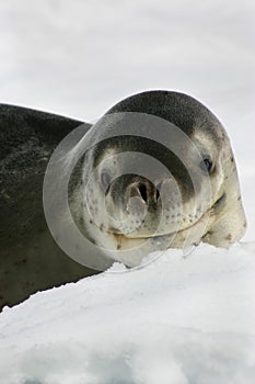 Leopard seal on an iceberg in Antarctica