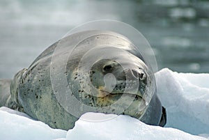 Leopard seal on an iceberg