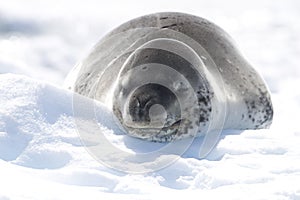 Leopard Seal on icerberg, Antarctica