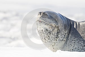 Leopard Seal on icerberg, Antarctica