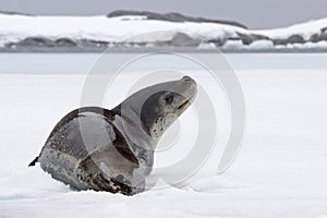 Leopard seal looking up