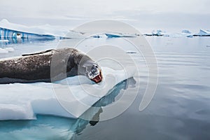 Leopard seal  in Antarctica