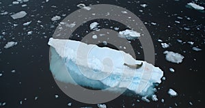 Leopard seal rest on floating ice in Antarctica