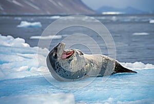 Leopard seal resting on glacial ice, Antarctica