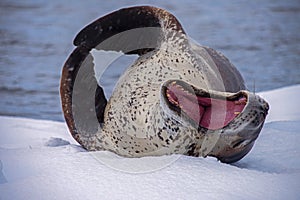 Leopard seal resting on glacial ice, Antarctica