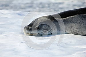 Leopard seal resting on ice floe