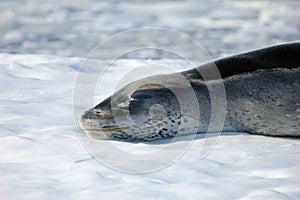 Leopard seal resting on ice floe