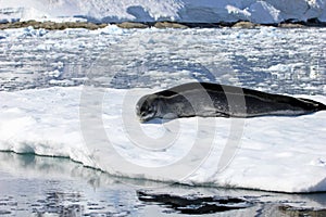 Leopard seal resting on ice floe