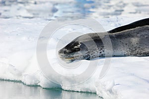 Leopard seal resting on ice floe