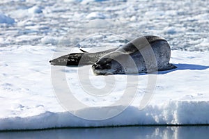 Leopard seal resting on ice floe