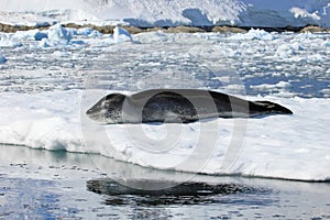 Leopard seal resting on ice floe