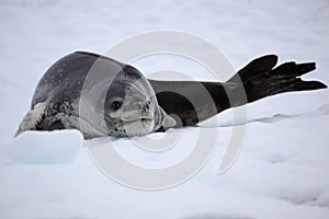 Leopard seal resting on ice floe, Antarctica