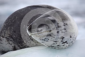 Leopard seal resting on ice floe, Antarctica