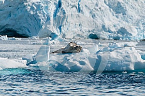 Leopard Seal resting on ice floe Antarctica