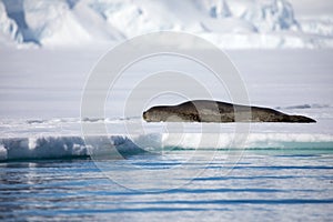 Leopard seal sitting on a iceberg