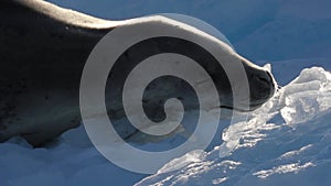 Leopard Seal sleep  on Iceberg