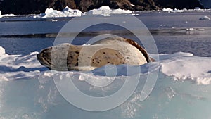 Leopard Seal sleep  on Iceberg