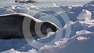 Leopard Seal sleep  on Iceberg